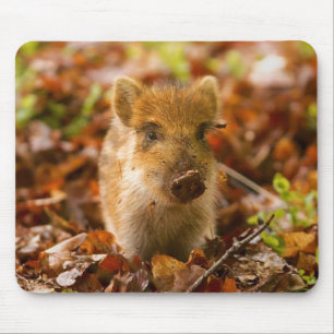 Een Wilde Boar Piglet Sus Scrofa in de herfst Leav Muismat