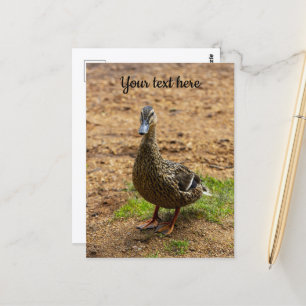Een Wilde Eend Ansichtkaart Briefkaart
