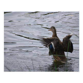 Een wilde eend die met haar vleugels klapt foto afdruk