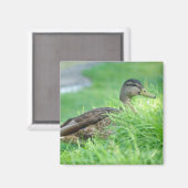 Een wilde magneet (Voorkant / Achterkant)