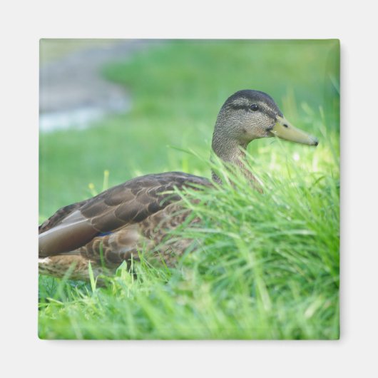 Een wilde magneet (Voorkant)