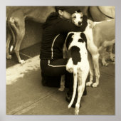 een windhond met drie poten poster (Voorkant)