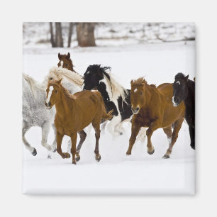 Een winter schilderachtig van hardlooppaarden magneet