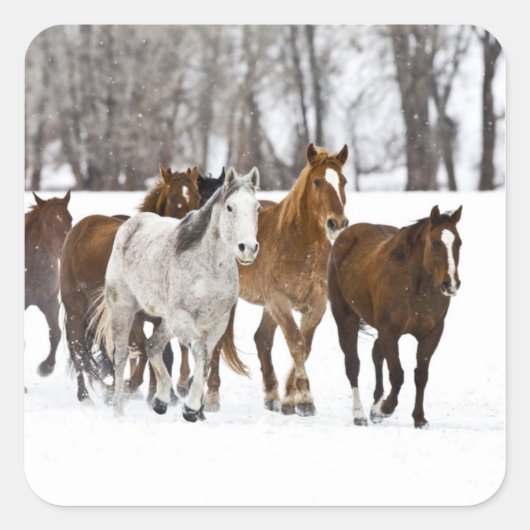 Een winter schilderachtig van hardlopen vierkante sticker (Voorkant)