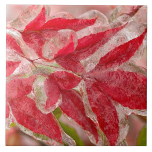 Een winterijs-storm dat de bladeren van tegeltje