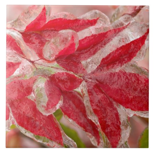 Een winterijs-storm dat de bladeren van tegeltje (Voorkant)