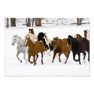 Een winters landschap van galopperende paarden foto afdruk