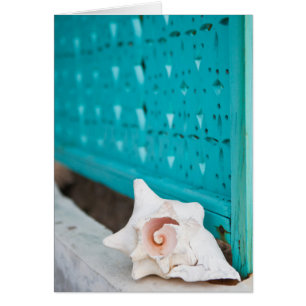 Een wit en roze Jamaicaans Zee Shell zit alleen