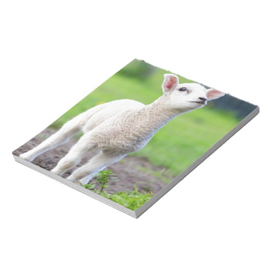 Een wit pasgeboren lamsvlees dat in groengras staa notitieblok (Gedraaid)