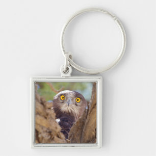 Een Witborstslangearend Sleutelhanger