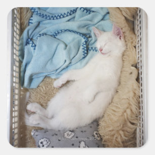 Een witte kat die in een wasmand slaapt, vierkante sticker