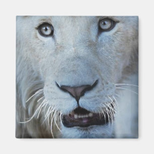 Een witte leeuw in Zuid-Afrika Magneet