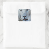 Een witte leeuw in Zuid-Afrika Vierkante Sticker (Tas)