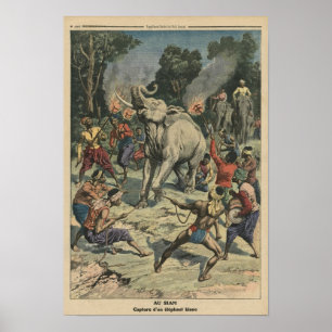 Een witte olifant vangen in Siam Poster