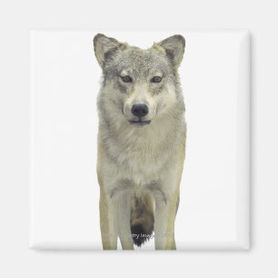 Een wolf magneet