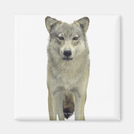 Een wolf magneet (Voorkant)
