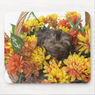 Een Yorkie-Poo-puppy in een mand van kunstmatige Muismat