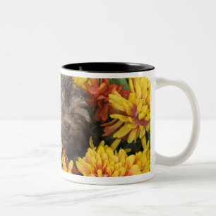 Een Yorkie-Poo-puppy in een mand van kunstmatige Tweekleurige Koffiemok
