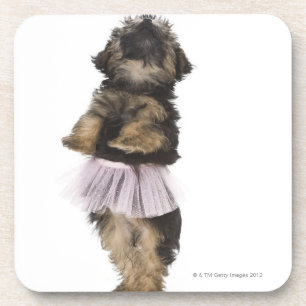 Een Yorkie-poopuppy in een tutu op haar achterpote Bier Onderzetter