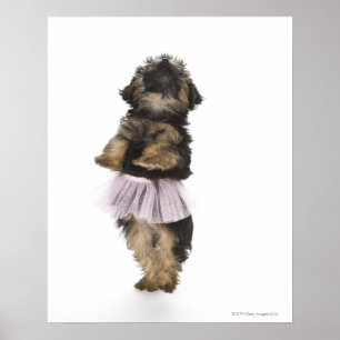 Een Yorkie-poopuppy in een tutu op haar achterpote Poster