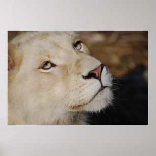 Een zachte leeuw voor Zuid-Afrika Poster