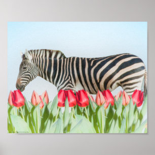 Een Zebra van de Tulpen Poster