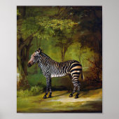 Een Zebra van George Stubbs Poster (Voorkant)