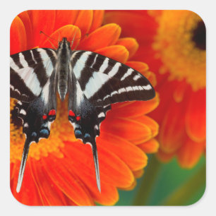 Een zebra zwaluwstaartvlinder vierkante sticker