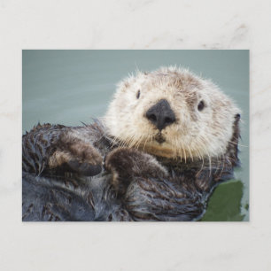 Een zee otter die in het water afkoelt briefkaart