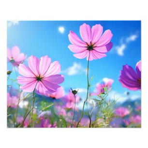 Een Zee van Roze: Kosmos Flowers in Bloom Foto Afdruk