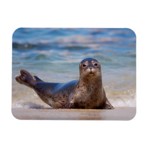 Een zeehond op een strand langs de Pacifische kust Magneet