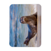 Een zeehond op een strand langs de Pacifische kust Magneet (Verticaal)