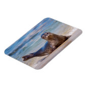 Een zeehond op een strand langs de Pacifische kust Magneet (Linkerzijde)