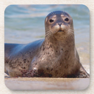 Een zeehond op een strand langs de Pacifische kust Onderzetter