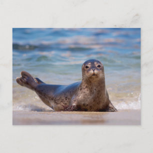 Een zeehond op een strand langs de Stille Oceaan k Briefkaart