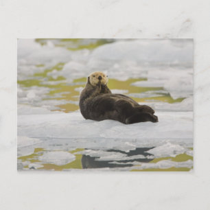 Een zeeotter rust op een kleine ijsberg briefkaart