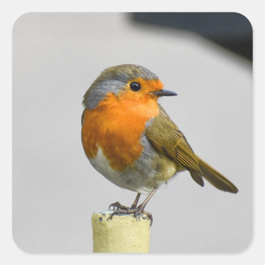 Een zeer stinkende Robin Vierkante Sticker (Voorkant)