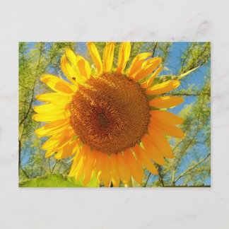 Een zonnebloem uit Sunny Arizona Briefkaart