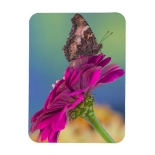 Een zwaluwstaartvlinder   Papilio Multicaudatus Magneet