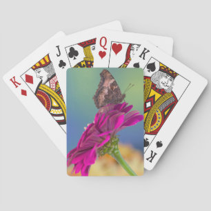 Een zwaluwstaartvlinder Papilio Multicaudatus Pokerkaarten