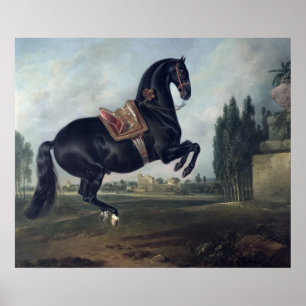 Een zwart paard dat de Courbette uitvoert Poster