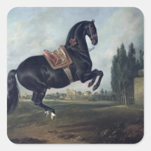 Een zwart paard dat de Courbette uitvoert Vierkante Sticker