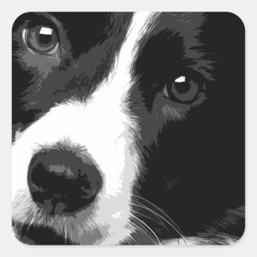 Een zwart-wit Border collie Vierkante Sticker (Voorkant)