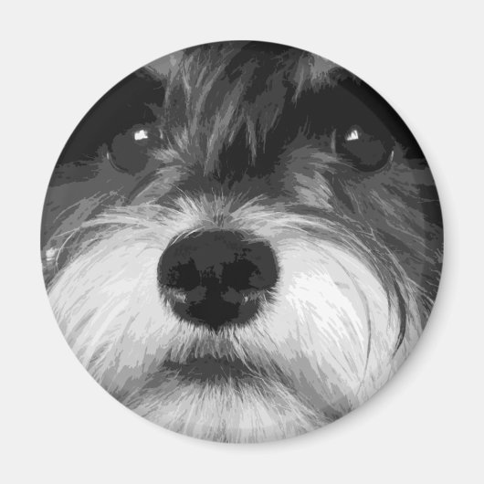 Een zwarte en witte miniatuur Schnauzer Magneet (Voorkant)