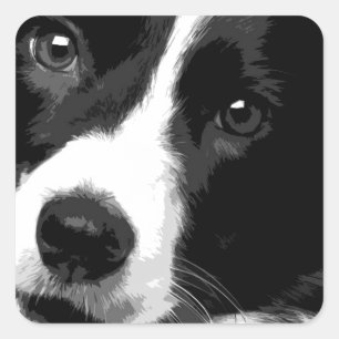 Een zwarte en witte rand collie vierkante sticker