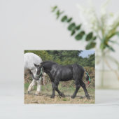 Een zwarte Percheron-foal in Frankrijk Briefkaart (Staand voorkant)
