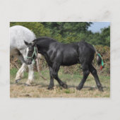 Een zwarte Percheron-foal in Frankrijk Briefkaart (Voorkant)