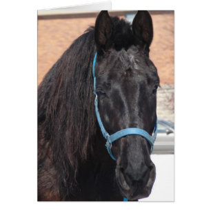 Een zwarte schoonheid