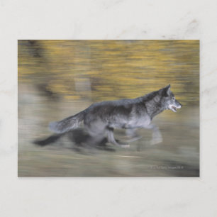 Een zwarte wolf op de vlucht briefkaart