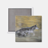 Een zwarte wolf op de vlucht magneet (Voorkant / Achterkant)
